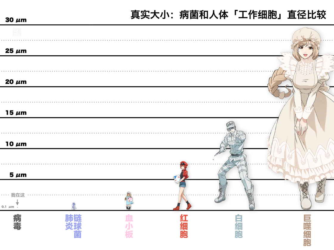 细胞大小，真核细胞直径平均： 3~30μm;