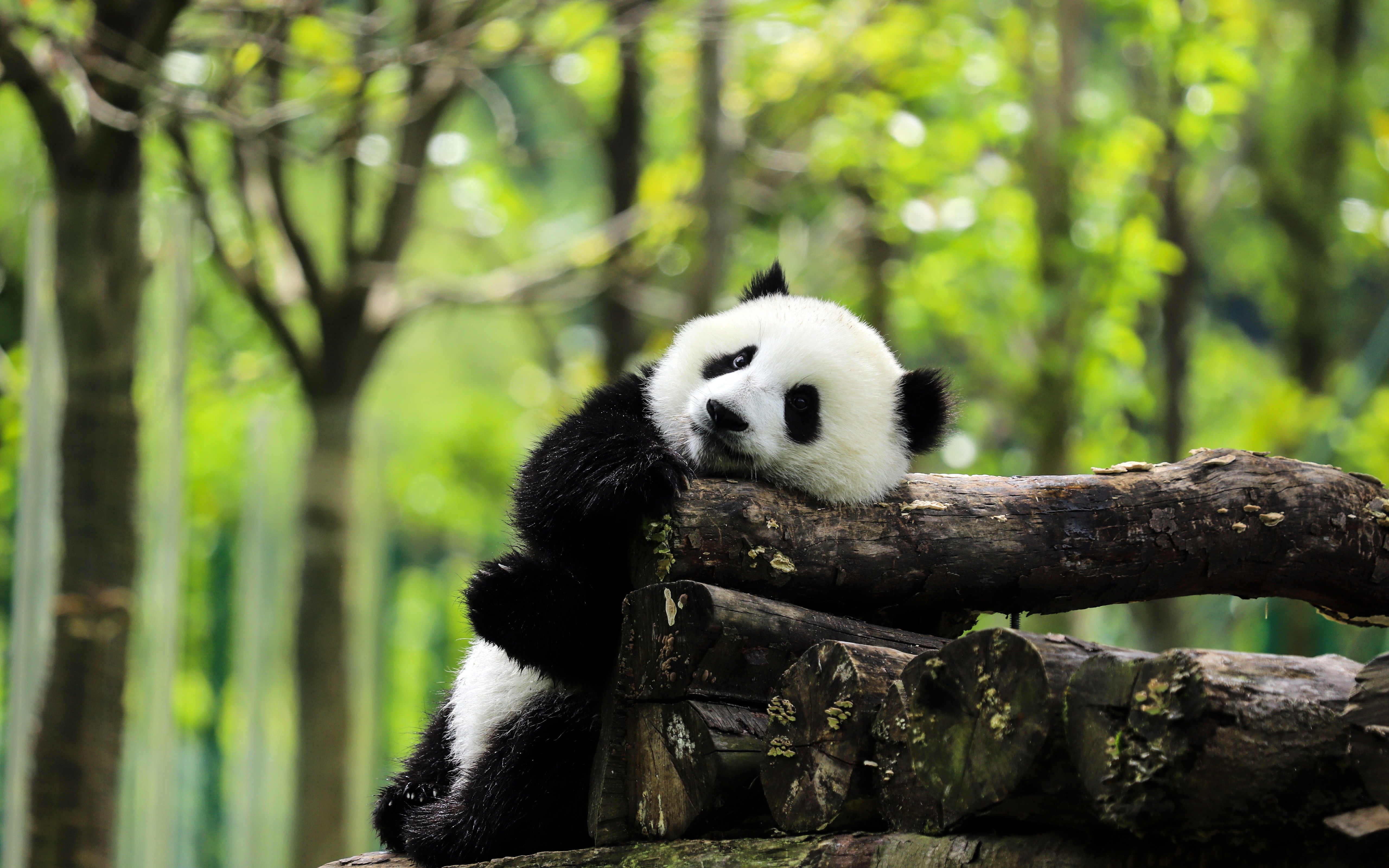 China_National_Treasure_2021_Giant_panda_5K_Photo Wallpaper_5120x320010wallpaper.com