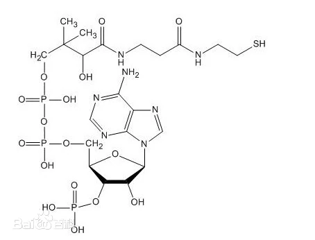 coenzyme A 辅酶A