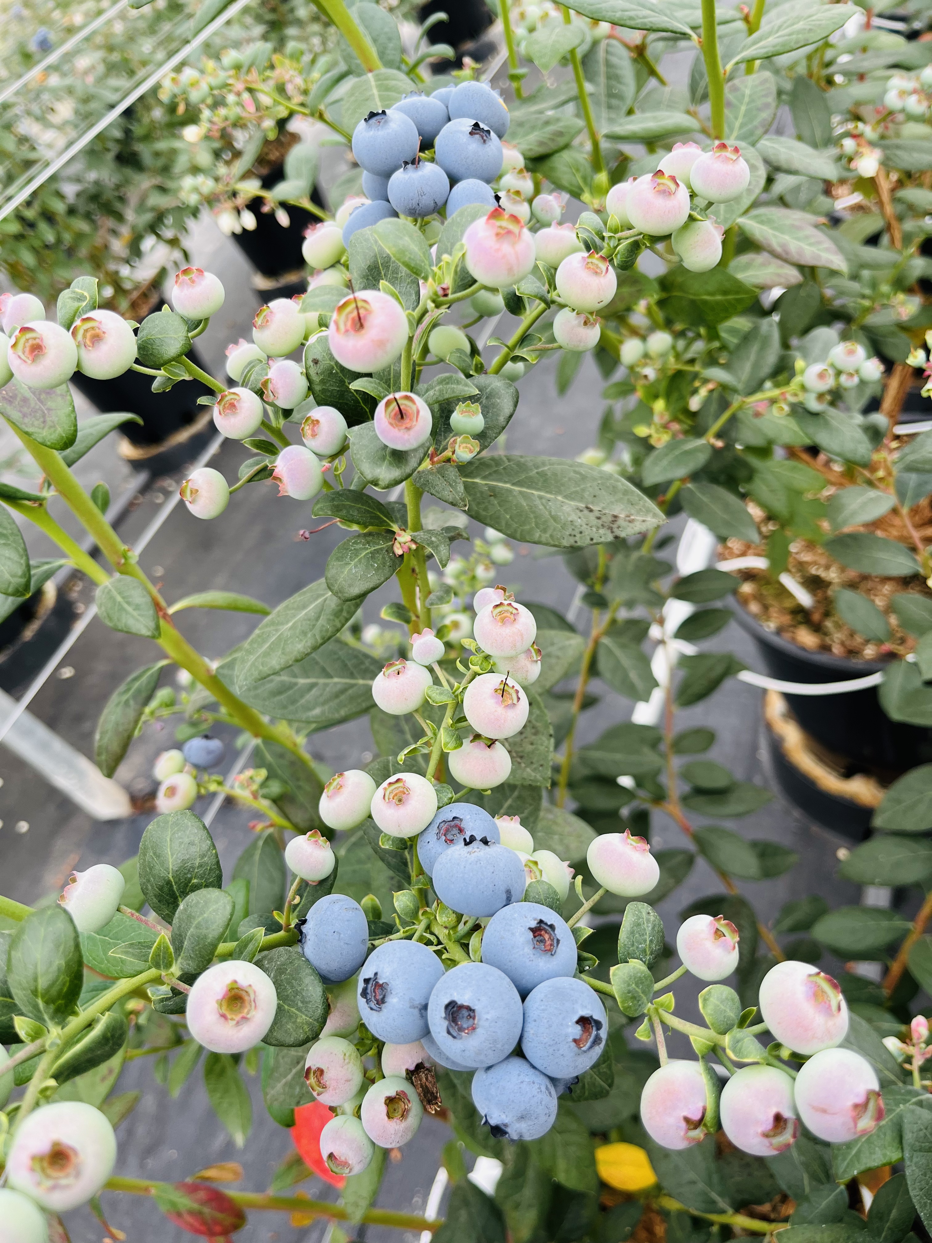 FBE8917EE9B7550A129696C8D8F27DB8