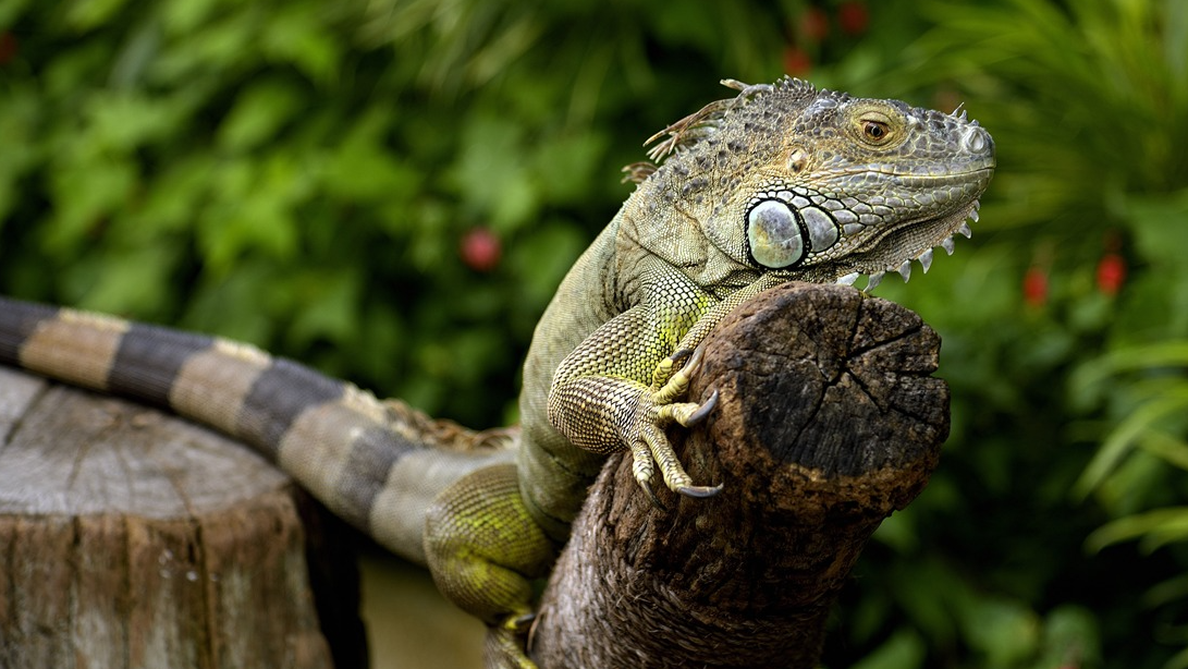 结构体字节对齐