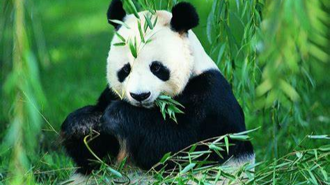 static关键字的用法