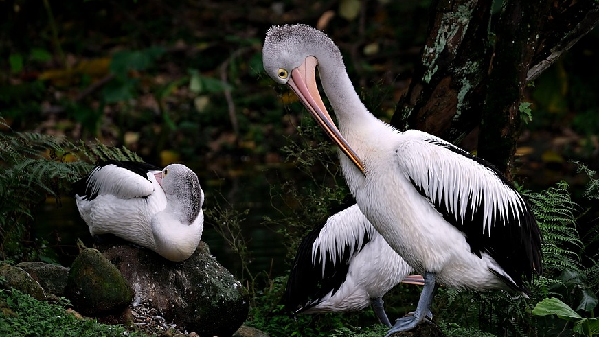 函数重载和运算符重载