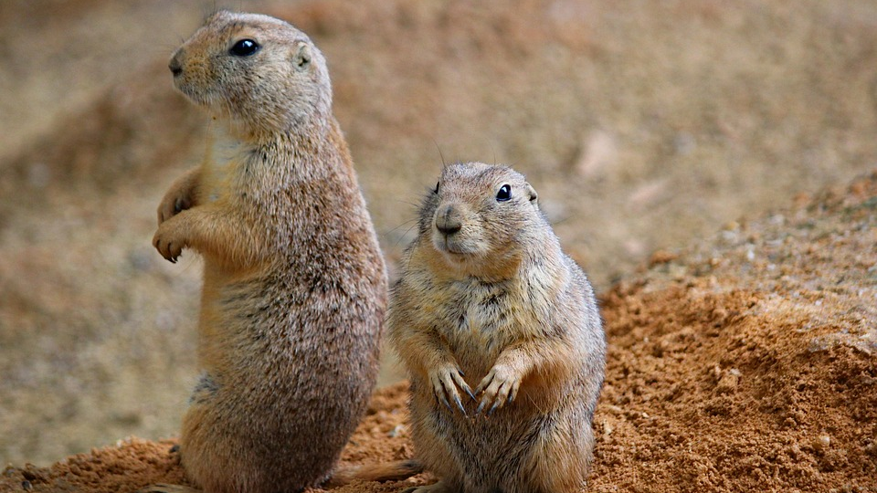 vim编辑器使用经验