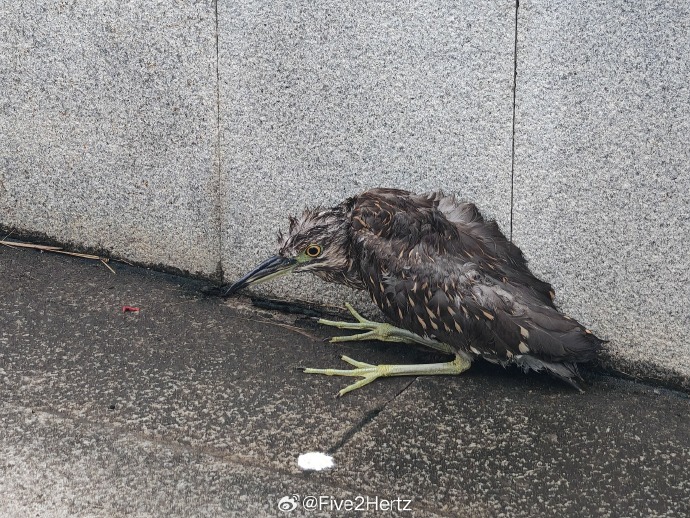 4038e89egy1i6iotxcxvaj21400u0hah