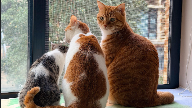 数据集实践总结