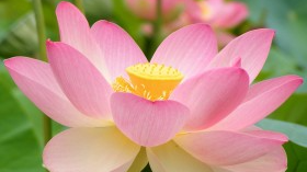 鸿蒙嵌入式南向开发案例：【智能养花机】