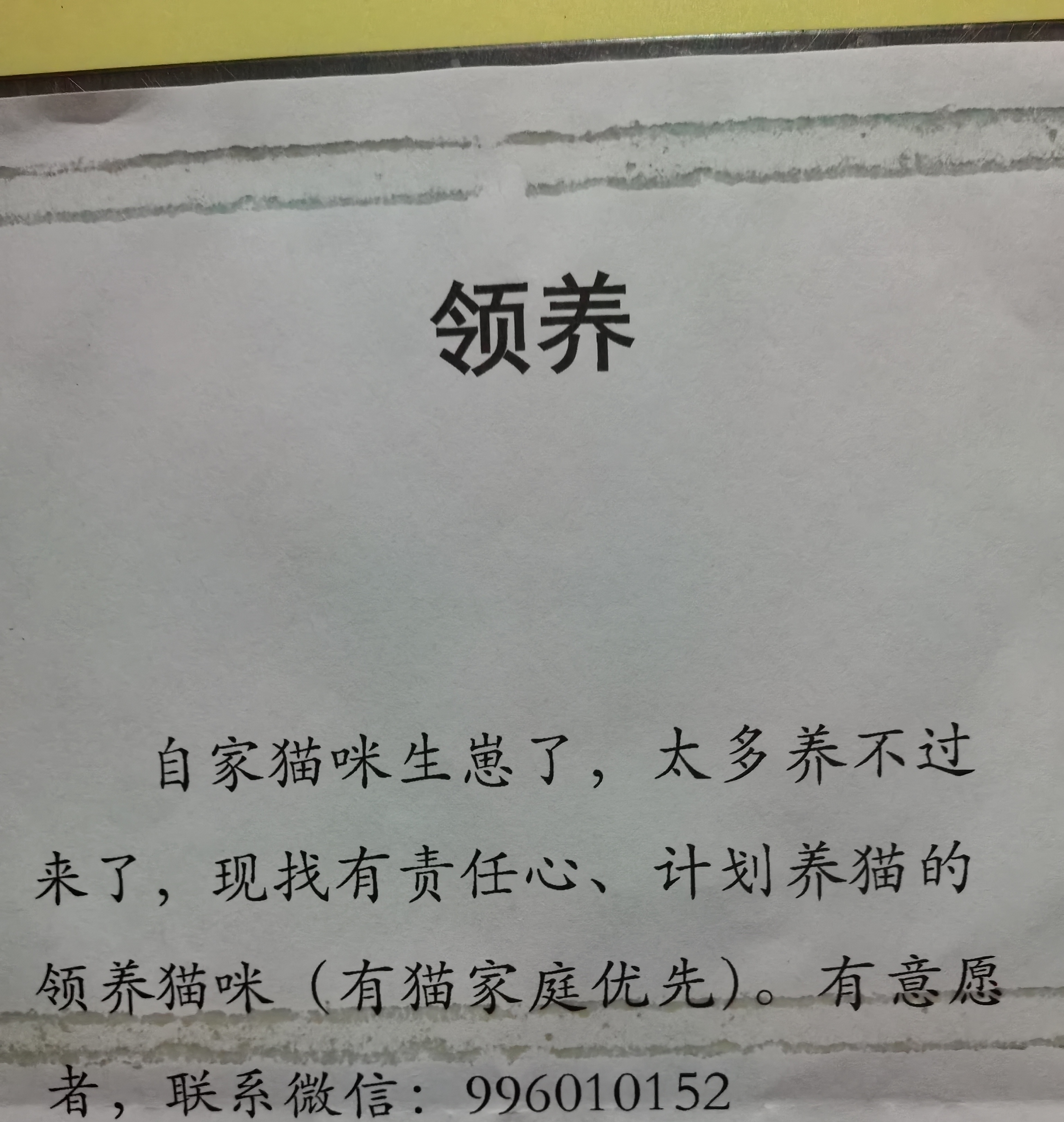领养猫咪.jpg