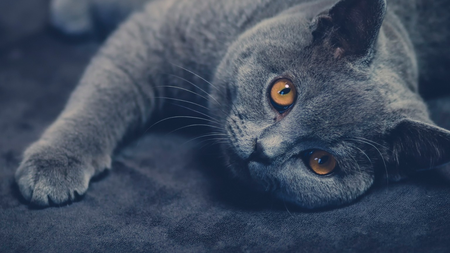 Obsidian之模板的简单使用