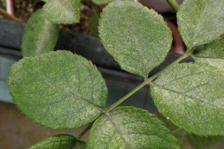 月季长虫了怎么办?5种花卉常见虫害治疗办法,超实用! - 知乎