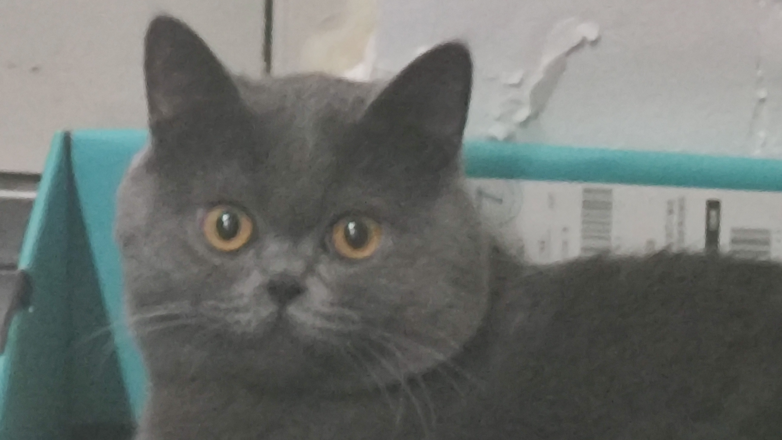 【2024秋#113】锦城ACM周测题解