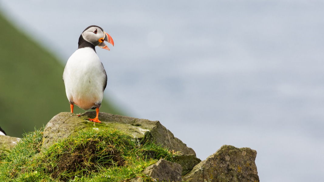 9.19做题资料：哈希表查找时间复杂度分析