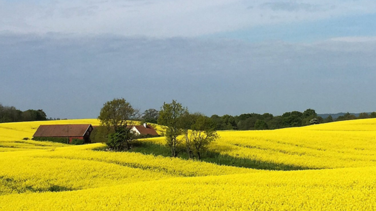 【拓补排序 TB_sort】P4017 最大食物链计数