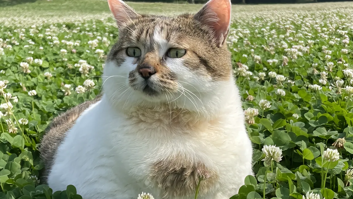 vertica数据库测试数据和java api