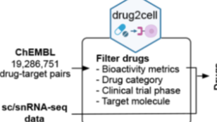 Drug2Cell 使用方法