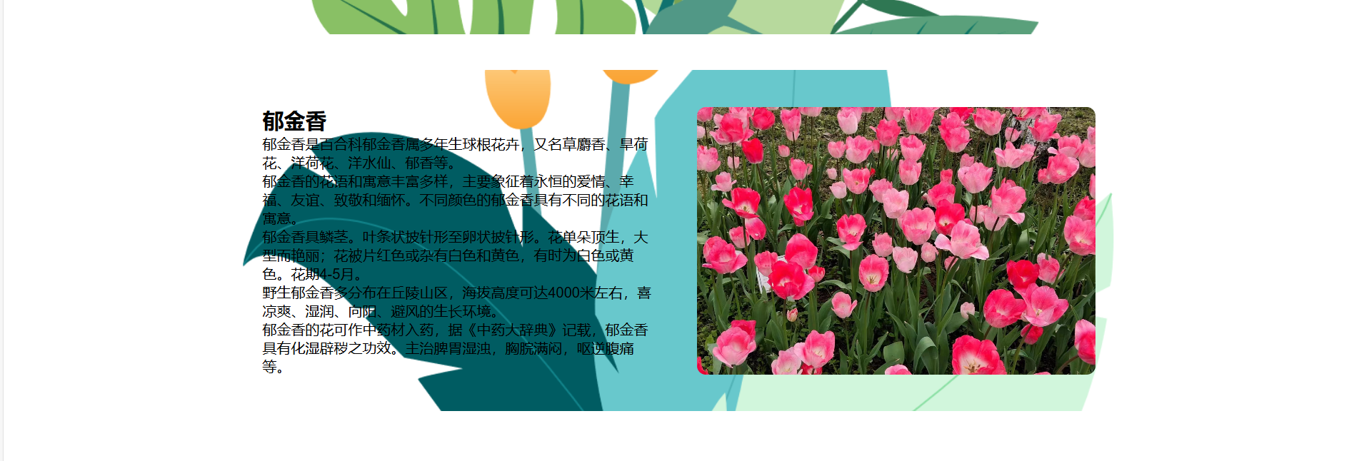 植物百科页面3