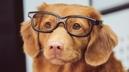 代码随想录算法训练营第52天|Bellman_ford 队列优化算法（又名SPFA）、bellman_ford之判断负权回路、bellman_ford之单源有限最短路