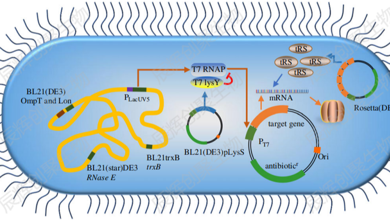 原核表达｜蛋白表达｜大肠杆菌蛋白表达