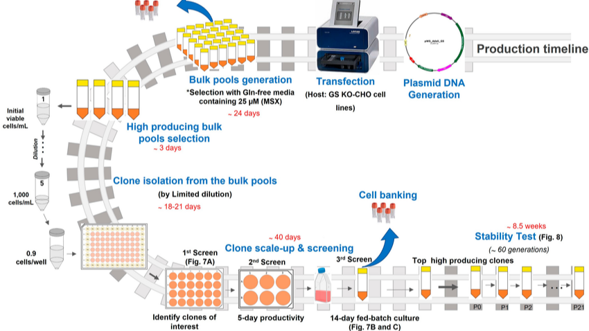 稳定细胞系构建｜蛋白表达细胞株｜高表达细胞株