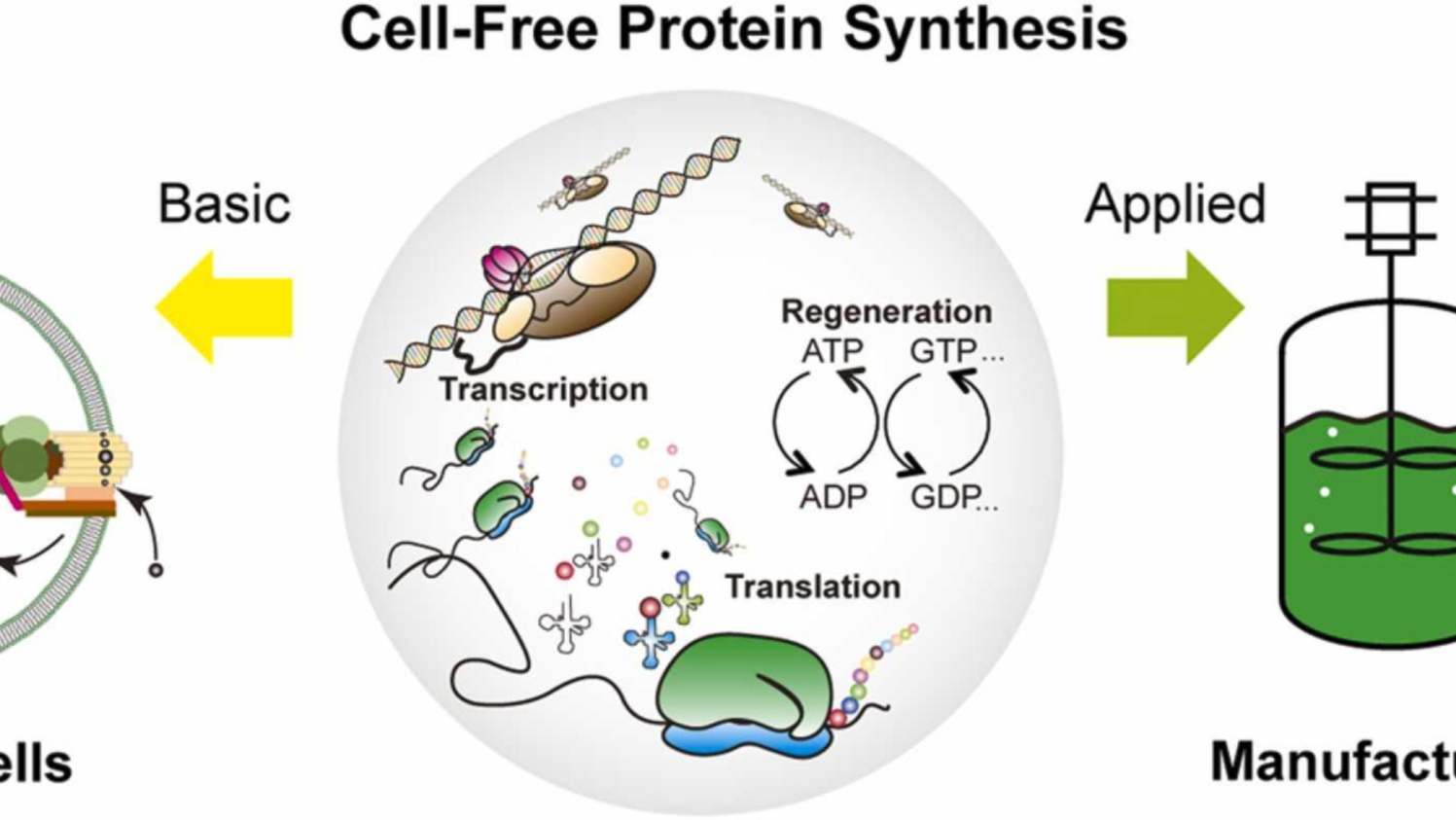 无细胞蛋白表达｜线性DNA快速表达｜高效体外合成系统