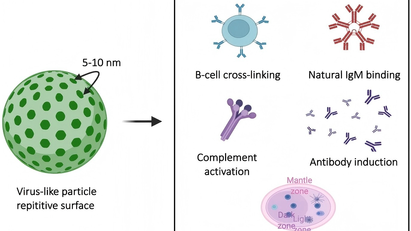 高效VLP蛋白表达｜病毒样颗粒生产｜疫苗研发平台