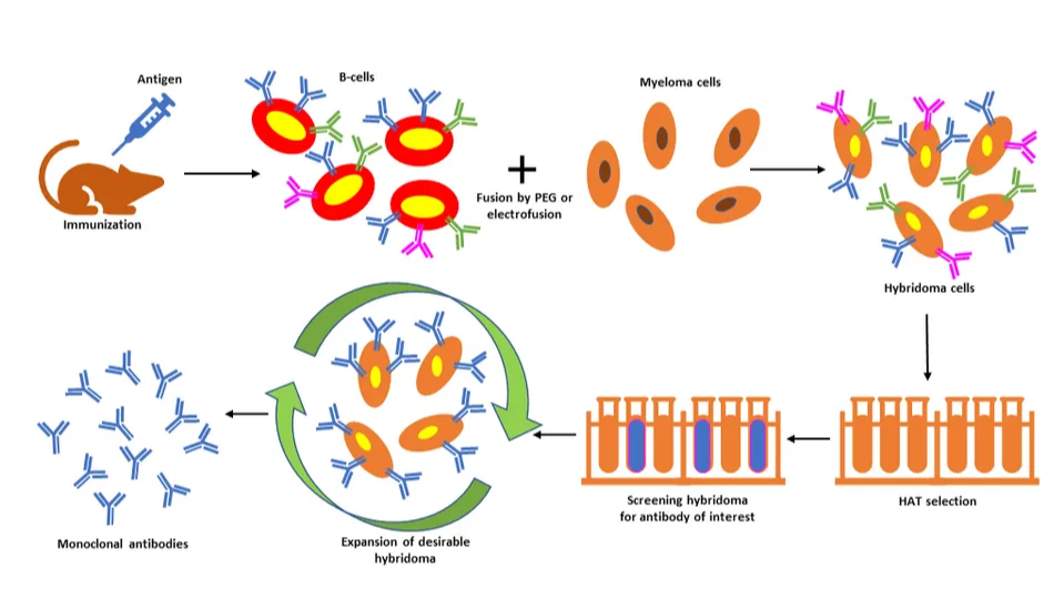 单克隆抗体开发服务｜抗原设计定制｜抗体筛选验证