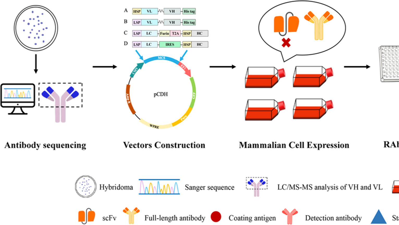 CHO/HEK293抗体表达平台｜高效哺乳动物细胞表达｜快速重组抗体生产