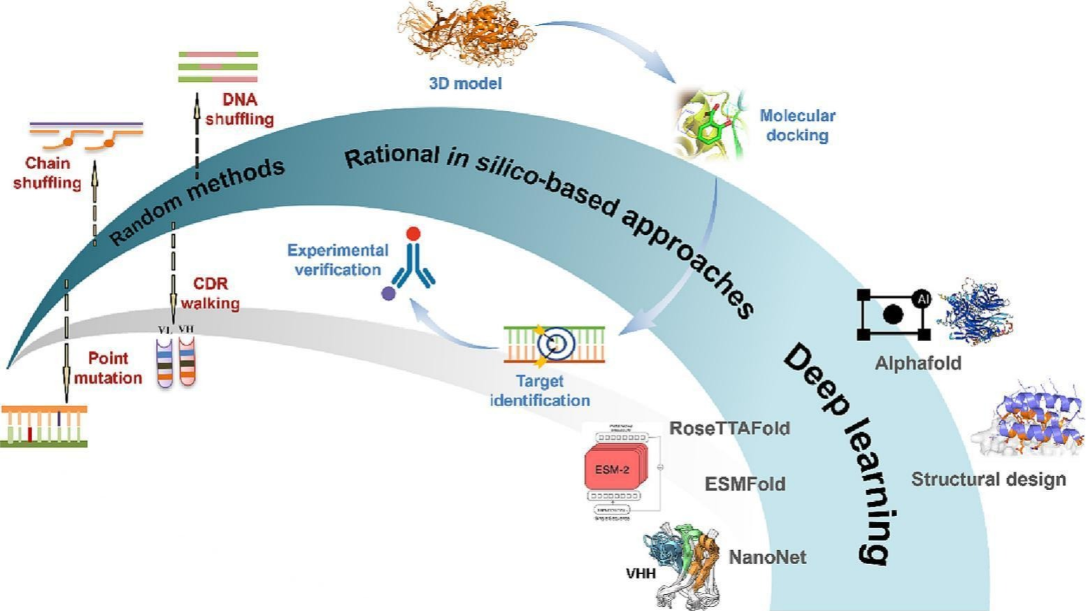 抗体人源化服务｜CDR移植技术｜免疫原性优化方案