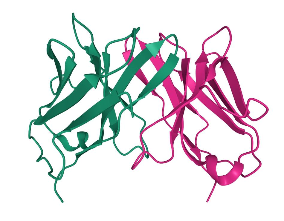 重组蛋白表达系统|原核大肠杆菌|酵母|昆虫杆状病毒|哺乳动物表达系统