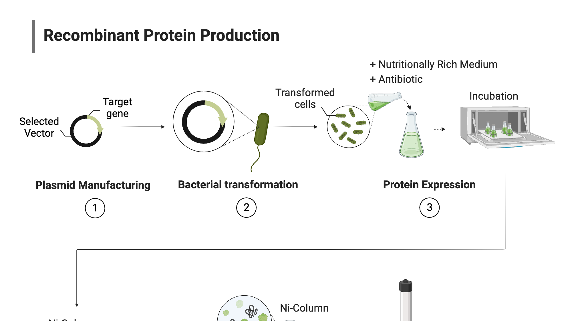 一文读懂蛋白表达