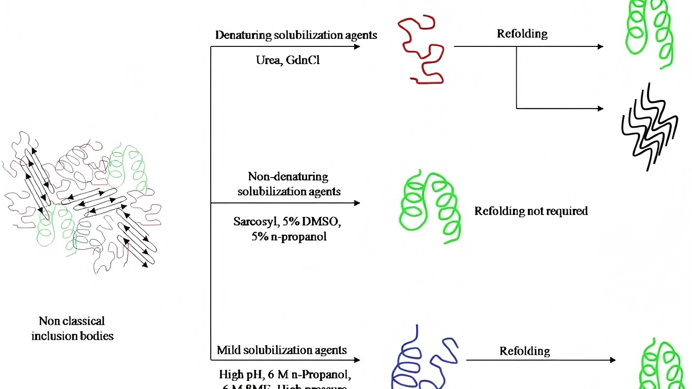 大肠杆菌重组蛋白表达致命痛点：包涵体 / 低表达 / 可溶性差？高效解决方案全解析！