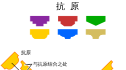 单抗免疫原选型指南|抗体制备方案设计——常用抗原类型及制备方法