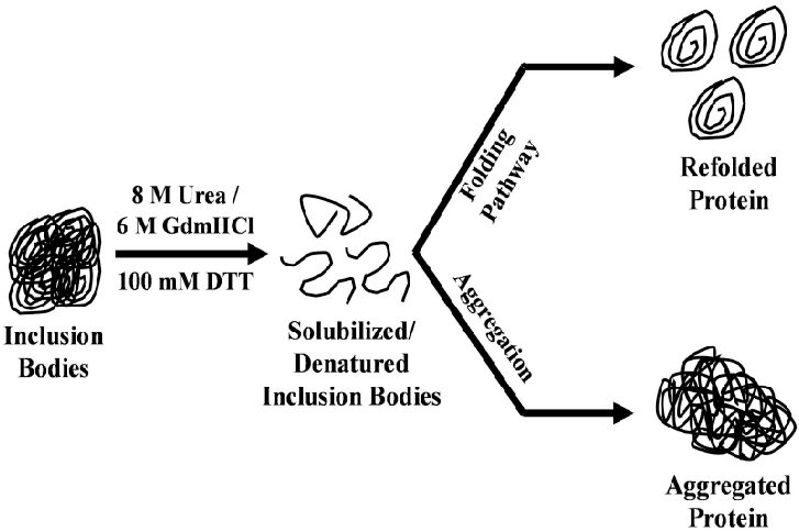 Fig-1-Refolding-of-proteins-after-solubilizing-inclusion-bodies-The-misfolded