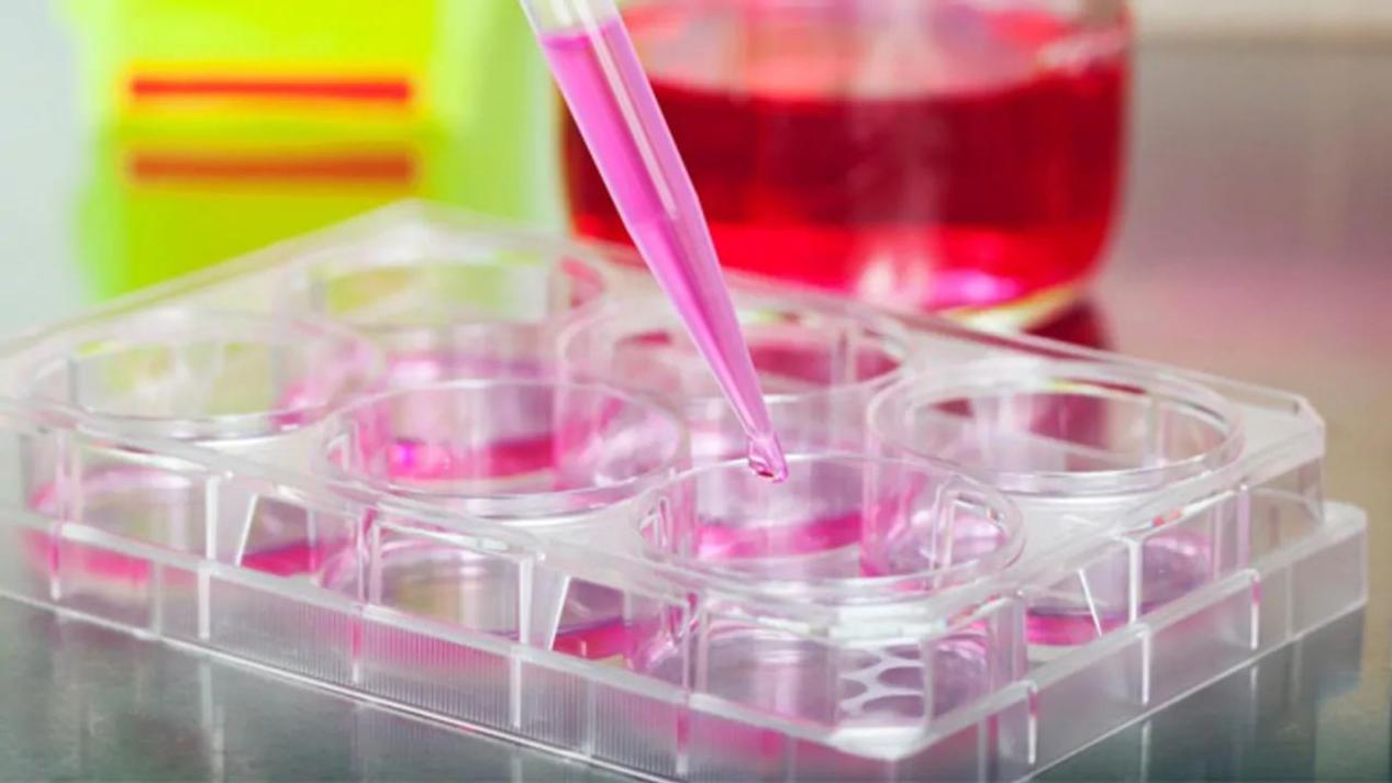 cell-culture-quality-control-the-key-to-reproducibility-361872-1280x720(1)