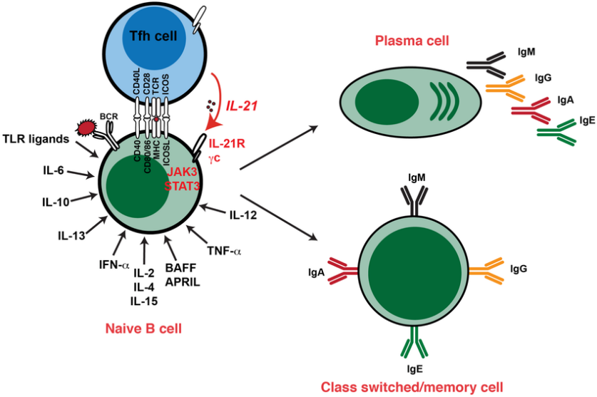 Cytokine-induced-differentiation-of-human-B-cells-in-vitro-requirement-for-IL-21