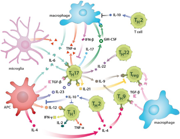 Simplified-scheme-of-cytokine-network-attributed-to-multiple-sclerosis-MS-or