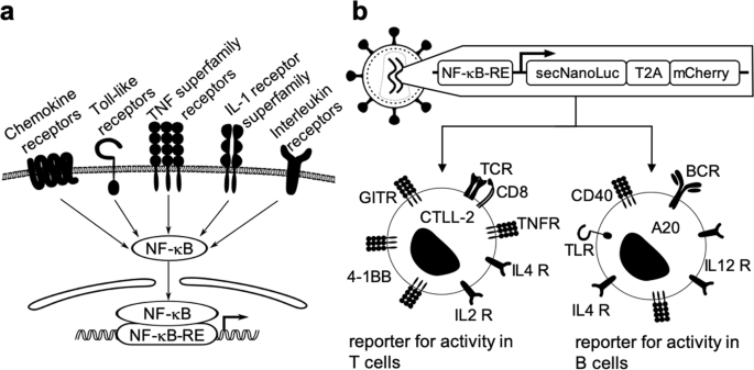 reporter cell line