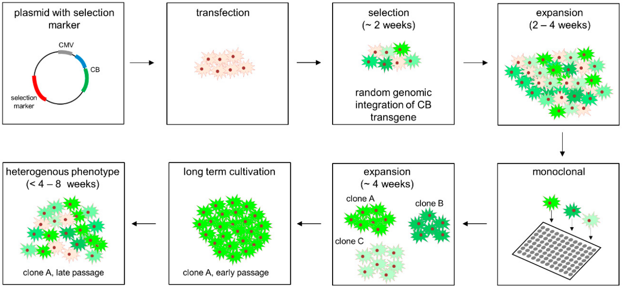 stable cell line