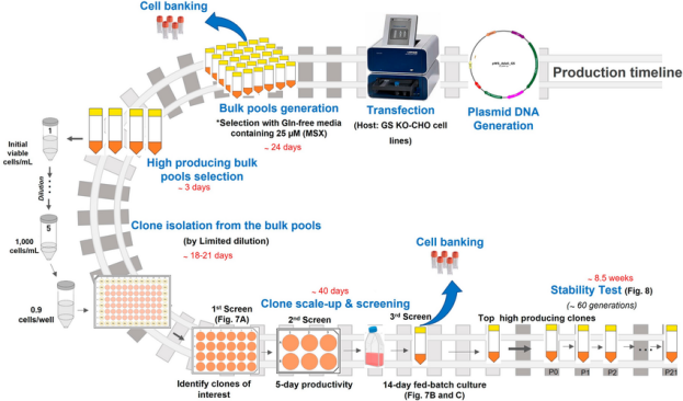 stable cell line
