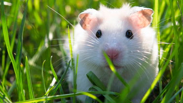 小白仓鼠的最后一程