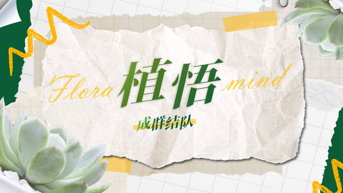 成群结队--团队总结作业