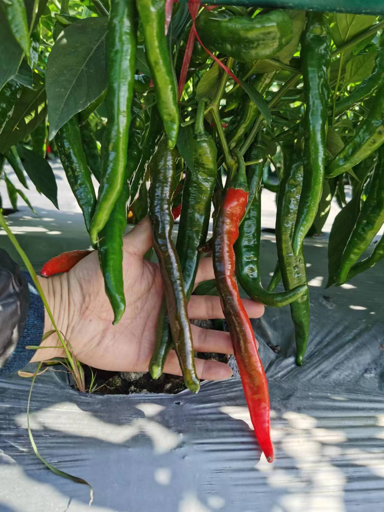 螺丝椒种子展示