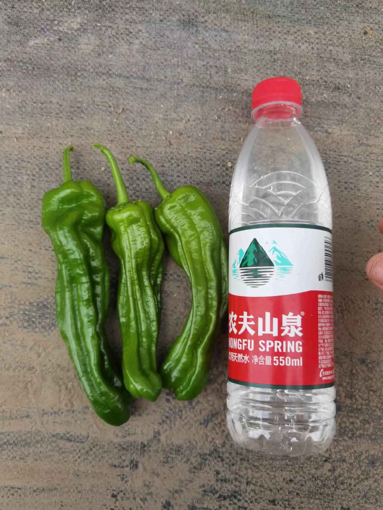 加工型辣椒种子展示