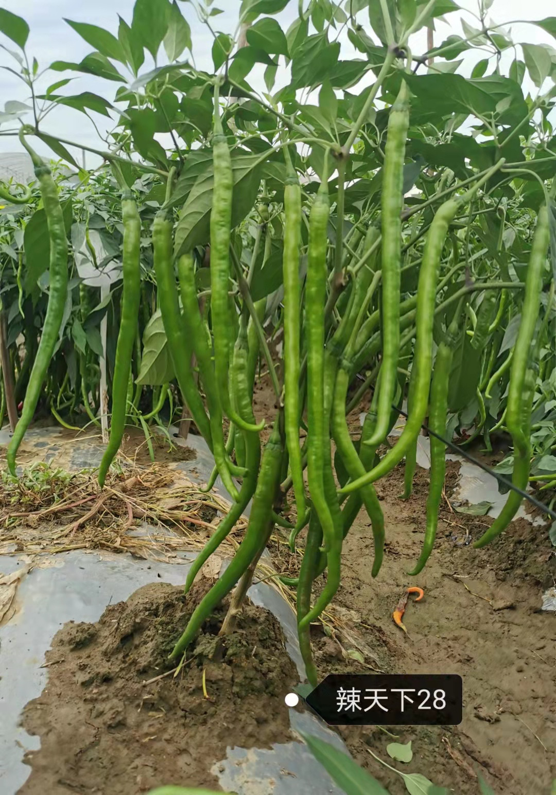 加工型辣椒种子展示