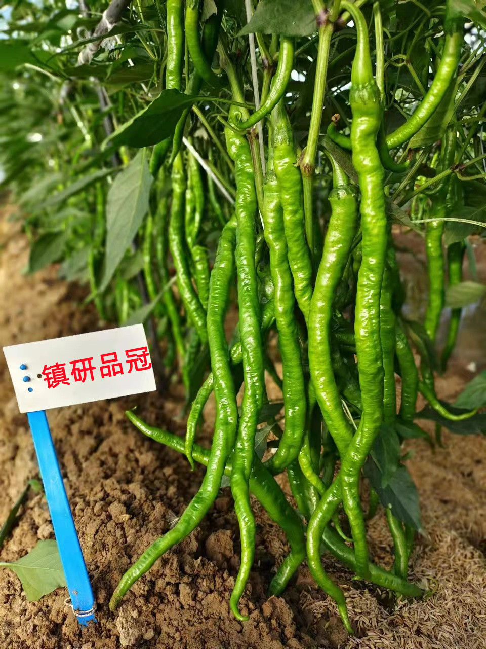 加工型辣椒种子展示