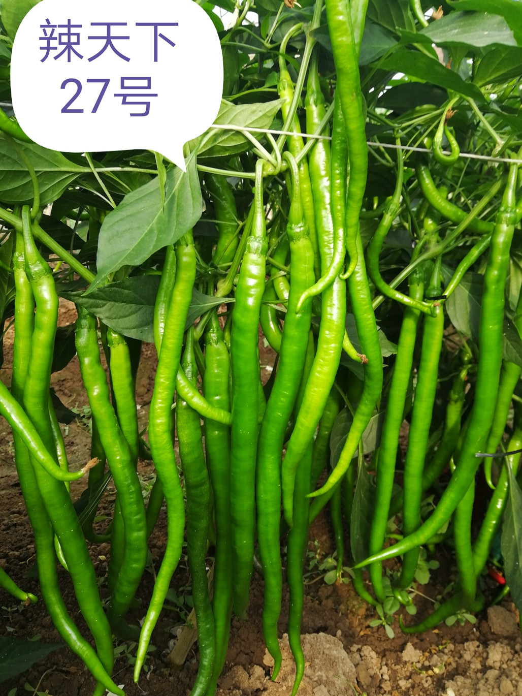 辣椒种子田间管理