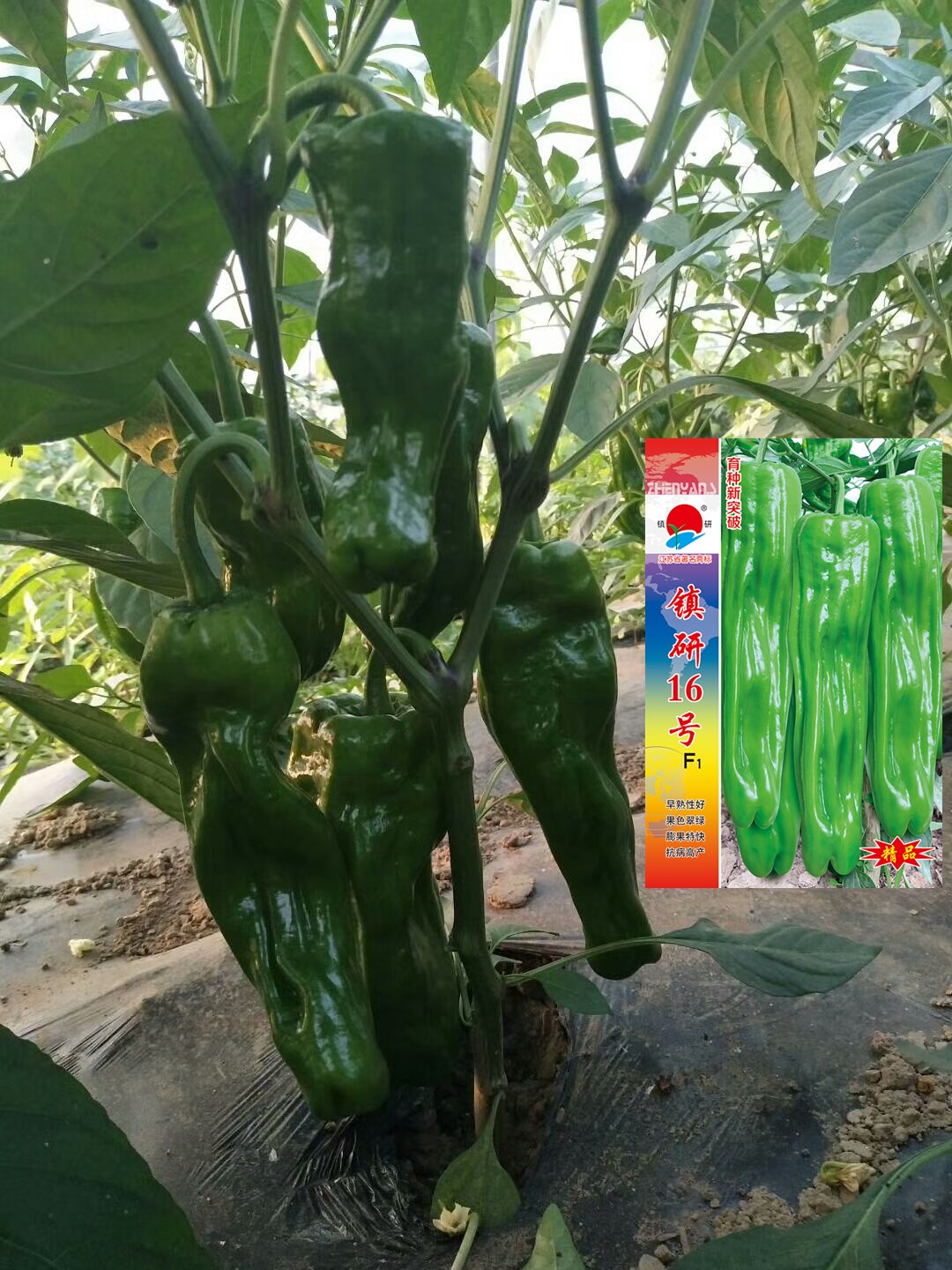 加工型辣椒种子加工应用