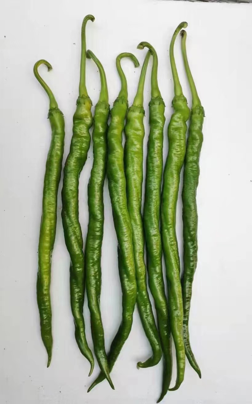 品种对比试验田