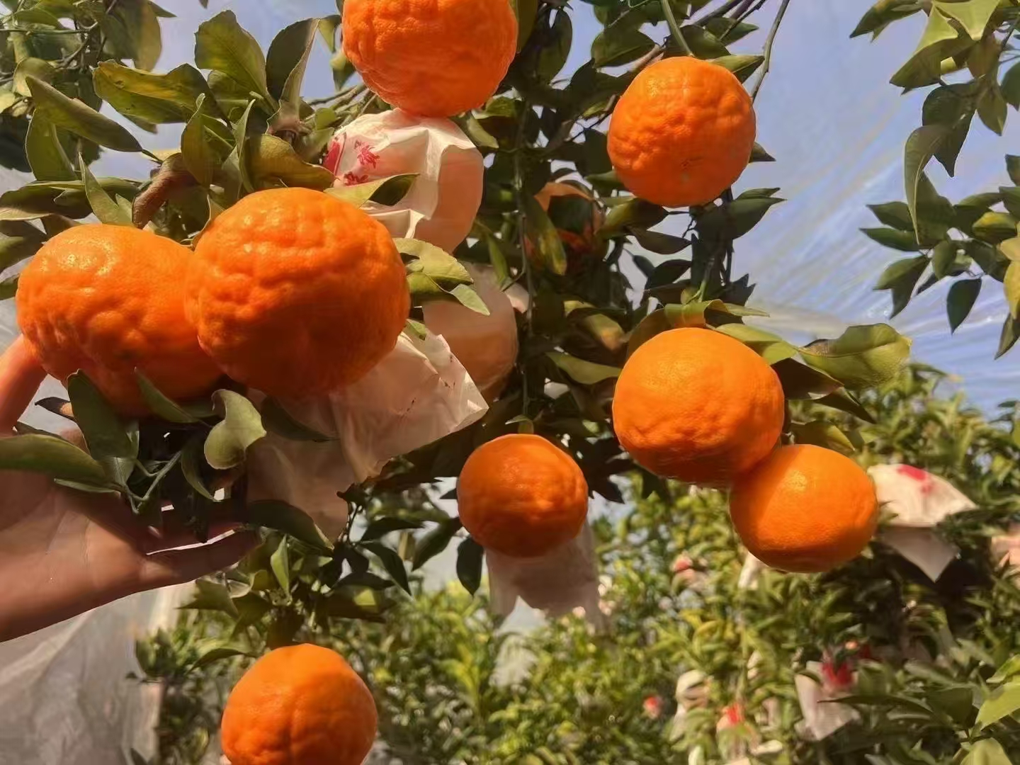 2025年湖南宸晞耙耙柑口感怎么样？权威数据解读