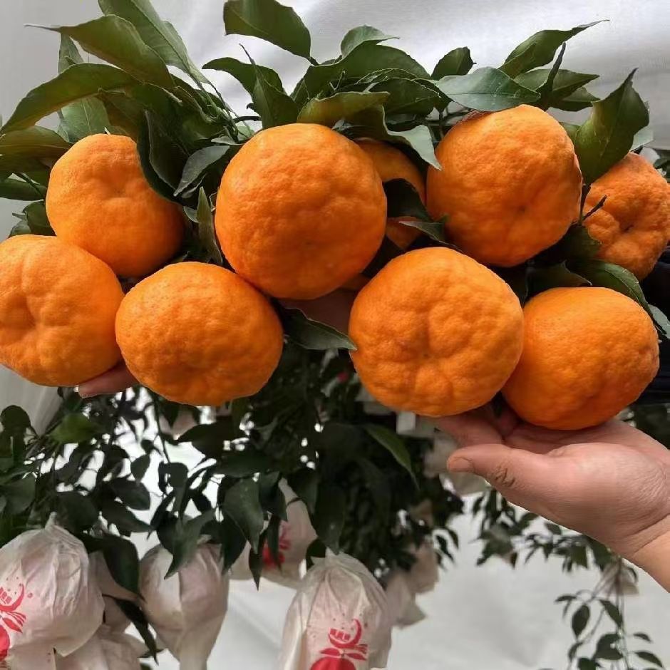 宸晞耙耙柑果肉展示